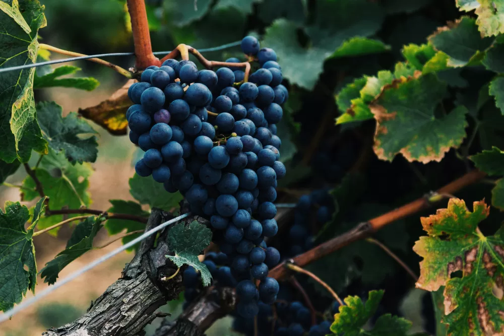 PRIMITIVO-GRAPE