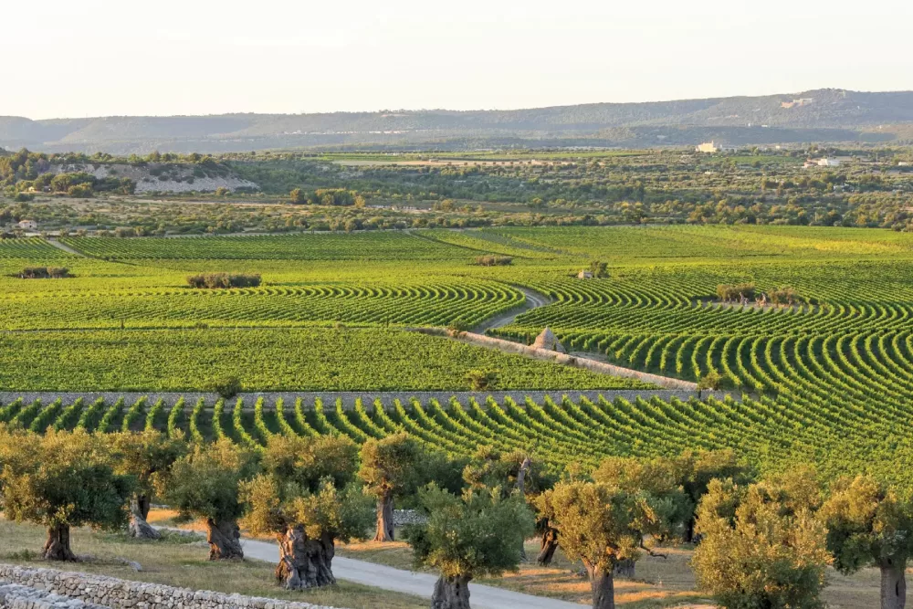 puglia-vineyard